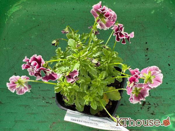 Suntory フリル咲きビオラ ミルフル 2025/10/28