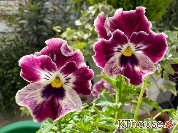 Suntory フリル咲きビオラ ミルフル 2025/10/28