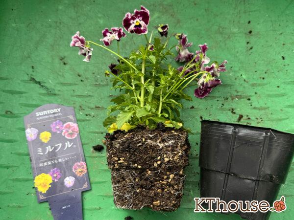 Suntory フリル咲きビオラ ミルフル 2025/10/28
