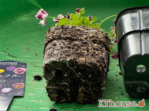 Suntory フリル咲きビオラ ミルフル 2025/10/28