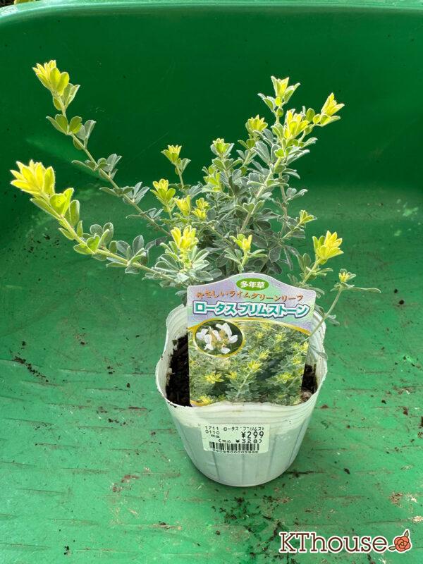 ロータス ブリムストーン 2025/10/28