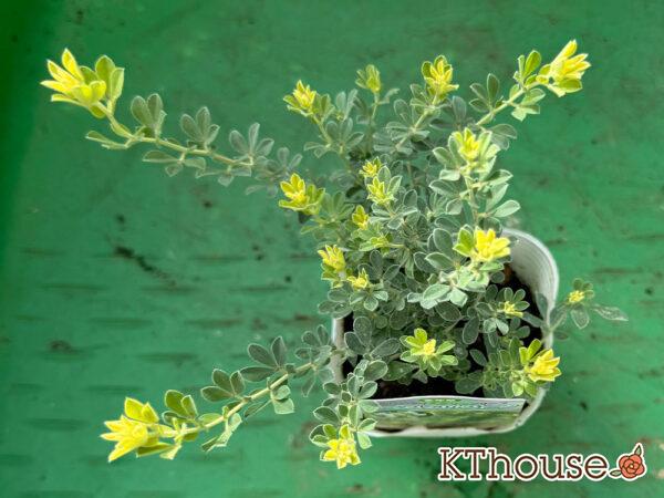 ロータス ブリムストーン 2025/10/28