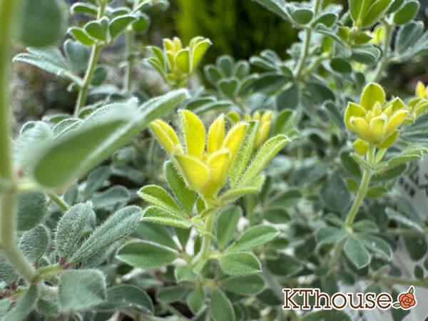 ロータス ブリムストーン 2025/10/28