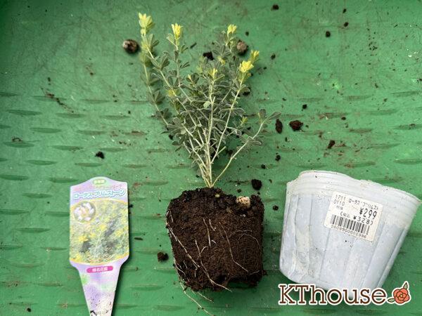 ロータス ブリムストーン 2025/10/28