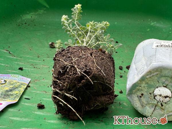 ロータス ブリムストーン 2025/10/28