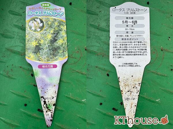 ロータス ブリムストーン 2025/10/28