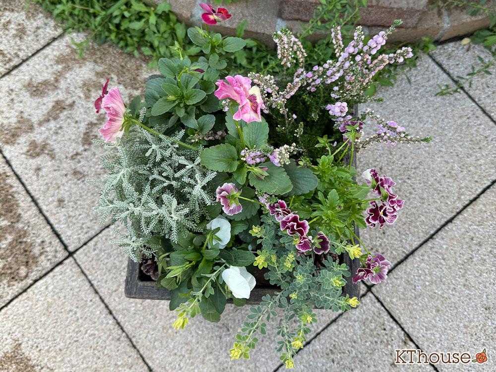 【寄せ植え】パンジーももこ、ビオラ よく咲くスミレ「アップルソーダ」&「マシュマロ」、Suntory フリル咲きビオラ ミルフル、八重咲きカルーナ ジュエルドロップス パール、サントリナ シルバーミラー、ロータス ブリムストーン 2025/10/28