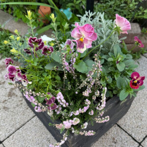 【寄せ植え】パンジーももこ、ビオラ よく咲くスミレ「アップルソーダ」＆「マシュマロ」、Suntory フリル咲きビオラ ミルフル、八重咲きカルーナ ジュエルドロップス パール、サントリナ シルバーミラー、ロータス ブリムストーン 2025/10/28