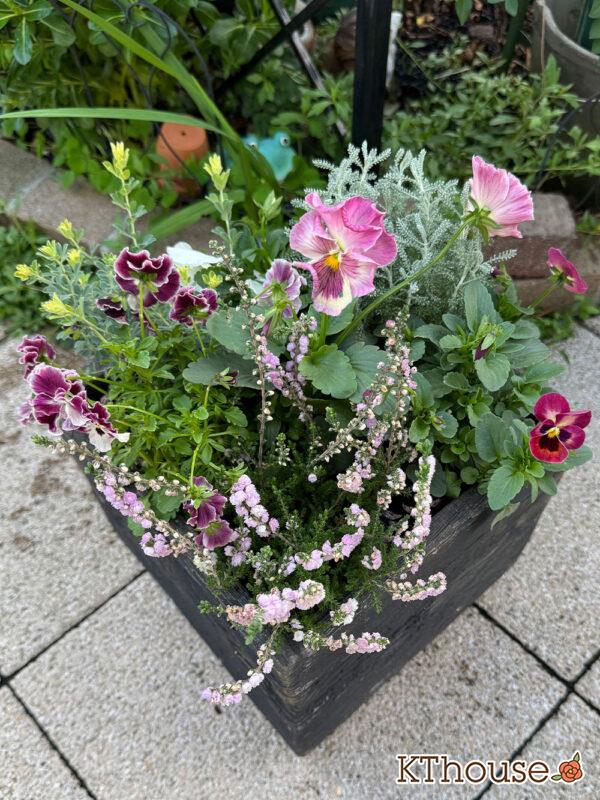 【寄せ植え】パンジーももこ、ビオラ よく咲くスミレ「アップルソーダ」&「マシュマロ」、Suntory フリル咲きビオラ ミルフル、八重咲きカルーナ ジュエルドロップス パール、サントリナ シルバーミラー、ロータス ブリムストーン 2025/10/28