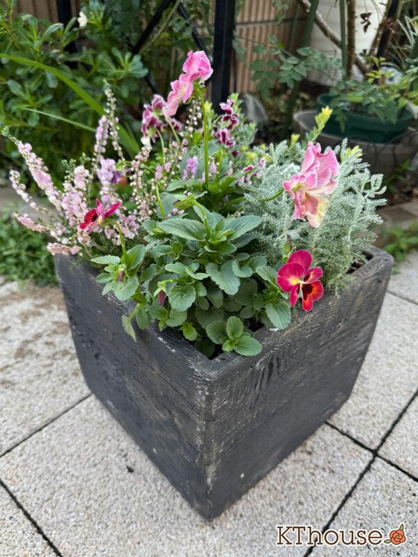 【寄せ植え】パンジーももこ、ビオラ よく咲くスミレ「アップルソーダ」&「マシュマロ」、Suntory フリル咲きビオラ ミルフル、八重咲きカルーナ ジュエルドロップス パール、サントリナ シルバーミラー、ロータス ブリムストーン 2025/10/28