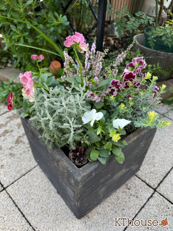 【寄せ植え】パンジーももこ、ビオラ よく咲くスミレ「アップルソーダ」&「マシュマロ」、Suntory フリル咲きビオラ ミルフル、八重咲きカルーナ ジュエルドロップス パール、サントリナ シルバーミラー、ロータス ブリムストーン 2025/10/28