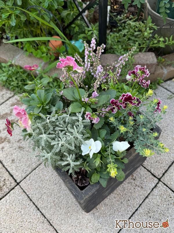 【寄せ植え】パンジーももこ、ビオラ よく咲くスミレ「アップルソーダ」&「マシュマロ」、Suntory フリル咲きビオラ ミルフル、八重咲きカルーナ ジュエルドロップス パール、サントリナ シルバーミラー、ロータス ブリムストーン 2025/10/28