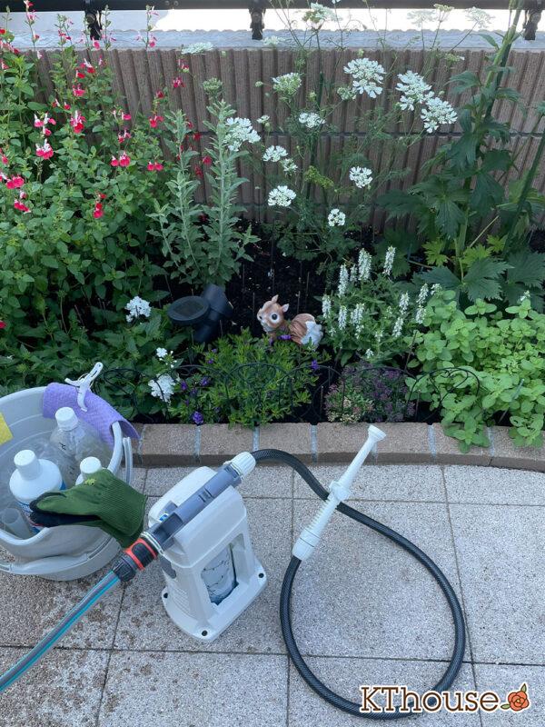 オルレア・オルラヤ（ホワイトレースフラワー）（Orlaya grandiflora 'Pieris White'）2024/5/10