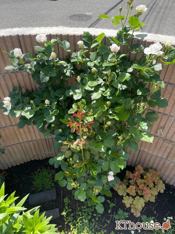 シュラブローズ・バラ「クリスティアーナ(christiana)」2024/5/10