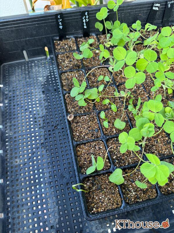 オルラヤ・オルレア(ホワイトレースフラワー)(Orlaya grandiflora)2024/11/4