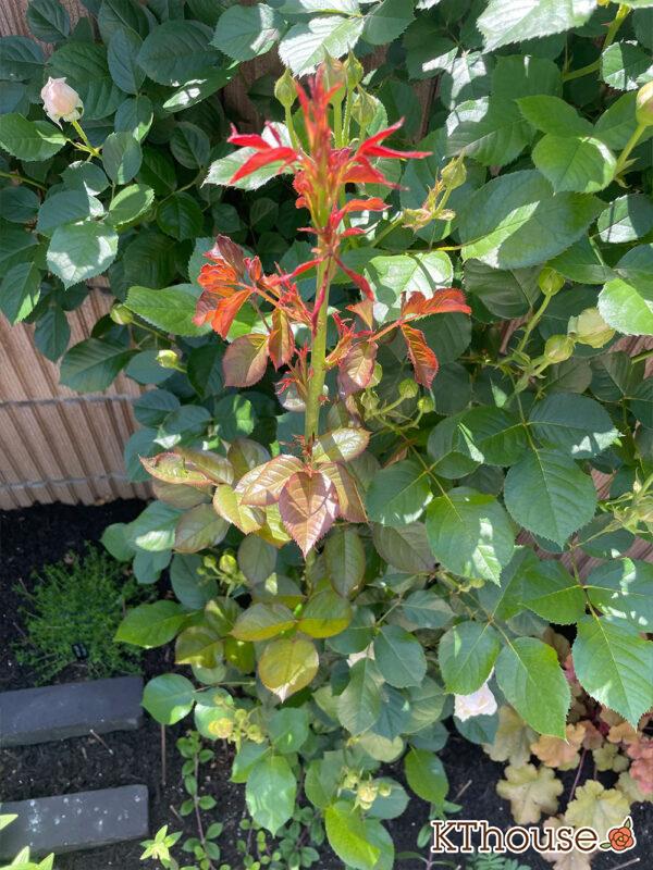 シュラブローズ・バラ「クリスティアーナ(christiana)」2024/5/10