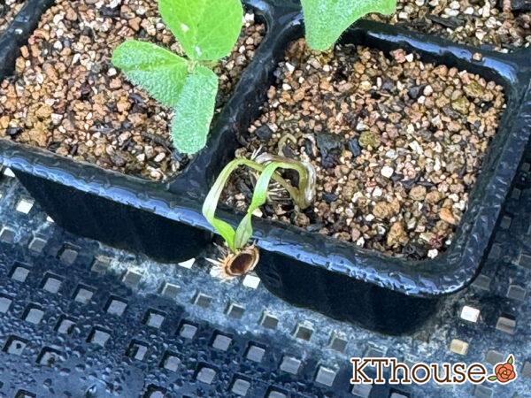 オルラヤ・オルレア(ホワイトレースフラワー)(Orlaya grandiflora)2024/11/4