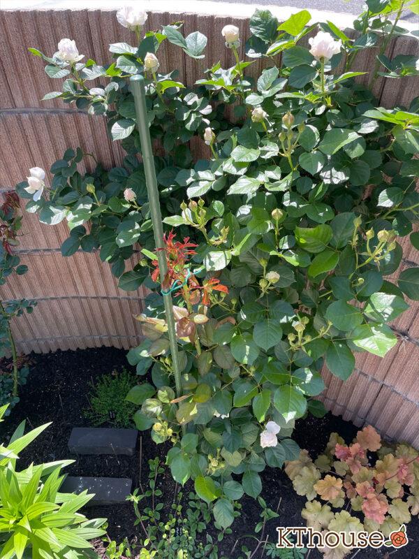 シュラブローズ・バラ「クリスティアーナ(christiana)」2024/5/10