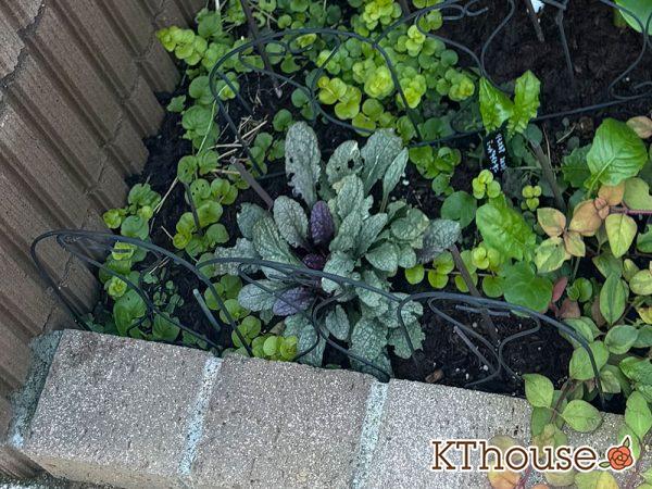 アジュガ バーガンディグロー 2024/11/4