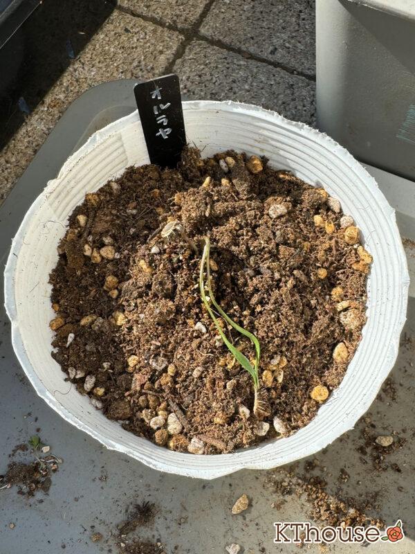 オルラヤ・オルレア(ホワイトレースフラワー)(Orlaya grandiflora)2024/11/4