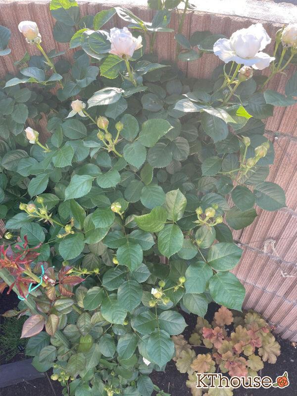 シュラブローズ・バラ「クリスティアーナ(christiana)」2024/5/10