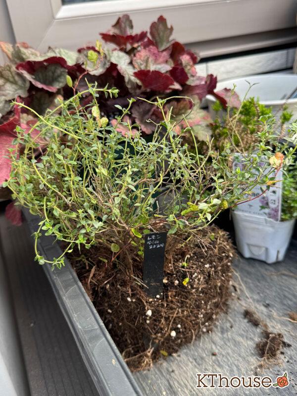 レモンタイム 2025/10/30