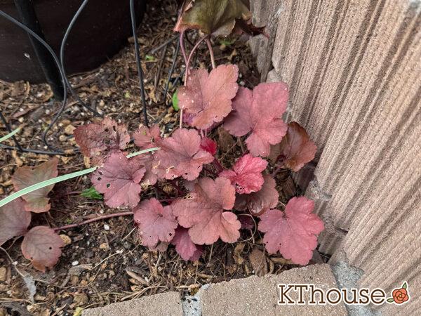 PWヒューケラ チェリーコンポート2025/10/30