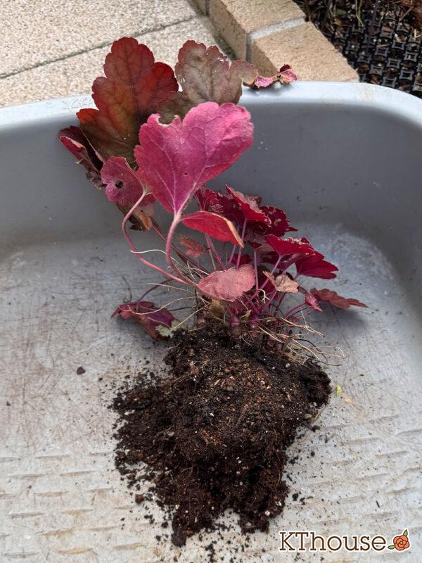 PWヒューケラ チェリーコンポート2025/10/30