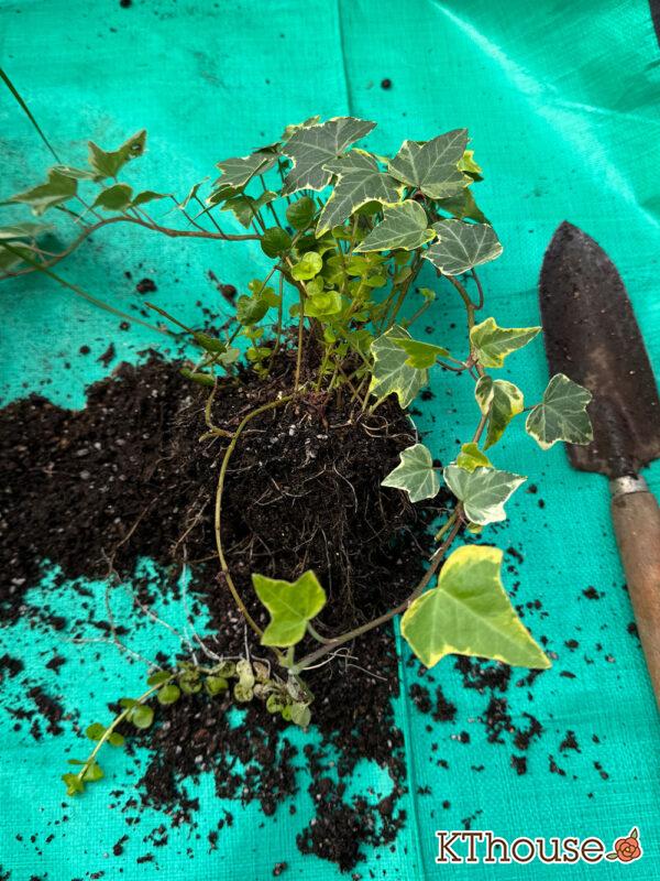 jardin ゴールデン ヘデラ、リシマキア オーレア 2025/10/30