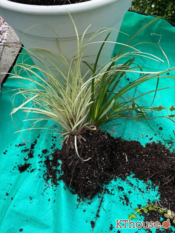 ベアーグラス 2025/10/30