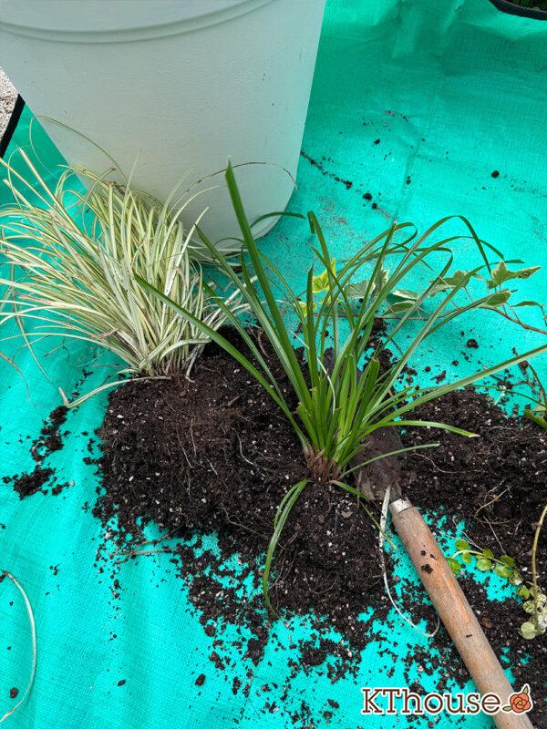 ベアーグラス 2025/10/30