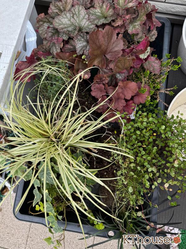 寄せ植え
・PWヒューケラ チェリーコンポート
・PWヒューケラ ブラックベリータルト
・レモンタイム
・タイム ロンギカウリス
・ベアーグラス
・jardin ゴールデン ヘデラ、リシマキア オーレア
・黒竜 コクリュウ