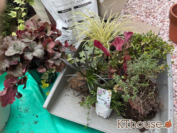 寄せ植えに使った苗
・PWヒューケラ チェリーコンポート
・PWヒューケラ ブラックベリータルト
・レモンタイム
・タイム ロンギカウリス
・ベアーグラス
・jardin ゴールデン ヘデラ、リシマキア オーレア
・黒竜 コクリュウ