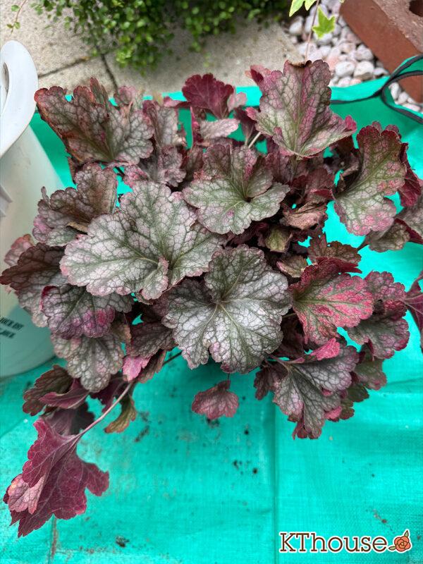 PWヒューケラ ブラックベリータルト 2025/10/30