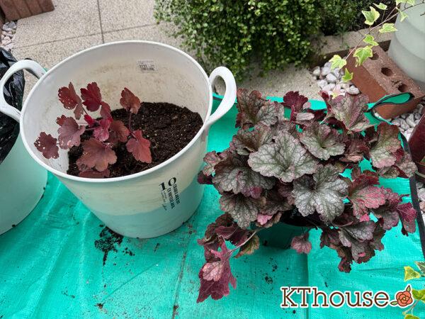 PWヒューケラ チェリーコンポート、PWヒューケラ ブラックベリータルト 2025/10/30