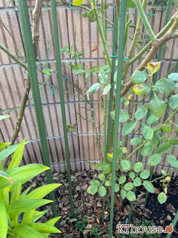 シュラブローズ・バラ「クリスティアーナ(christiana)」2024/11/4