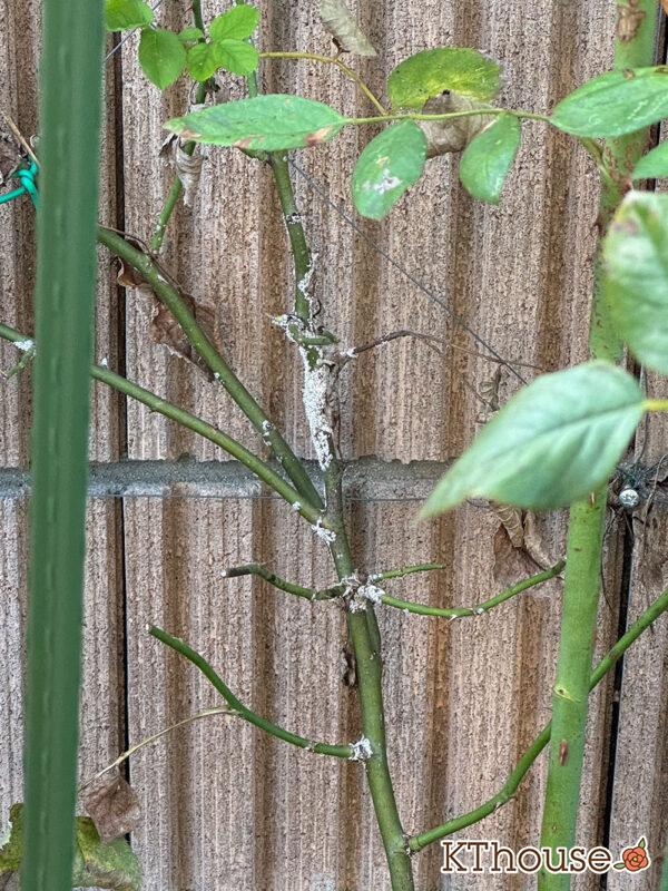 シュラブローズ・バラ「クリスティアーナ(christiana)」2024/11/4