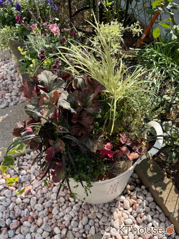 寄せ植え PWヒューケラ チェリーコンポート・ブラックベリータルト、レモンタイム、タイム ロンギカウリス、ベアーグラス、jardin ゴールデン ヘデラ、リシマキア オーレア、黒竜(コクリュウ) 2025/10/30