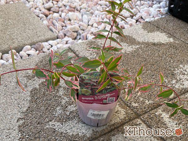 ヒペリカム トリカラー OZプランツ 2024/5/11