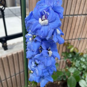 デルフィニウムF1オーロラ・ブルーインプ 2024/5/12