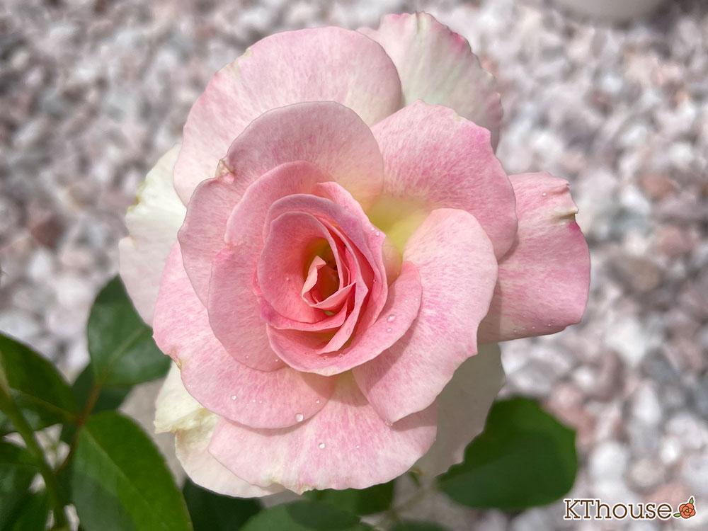 挿し木バラ 2024/5/12