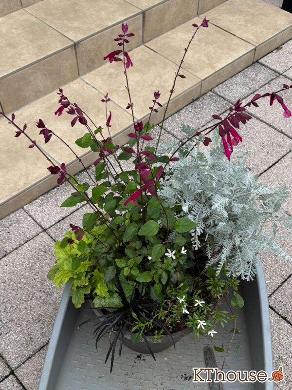 サルビア バーニングウィッシュ・suntory スターティアラ・シレネ・ヒューケラ・コクリュウ・シロタエギク シルバーレース 2025/11/1