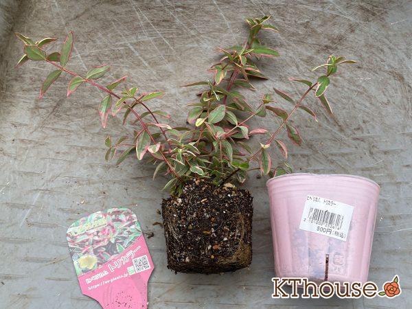 ヒペリカム トリカラー OZプランツ 2024/5/12