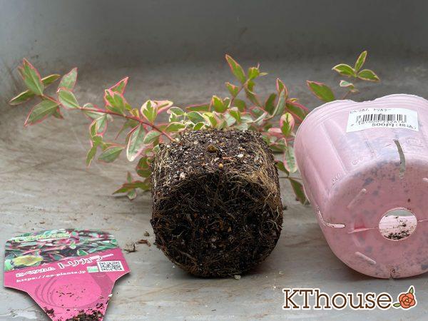 ヒペリカム トリカラー OZプランツ 2024/5/12