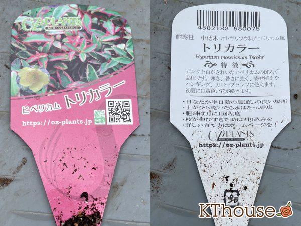 ヒペリカム トリカラー OZプランツ