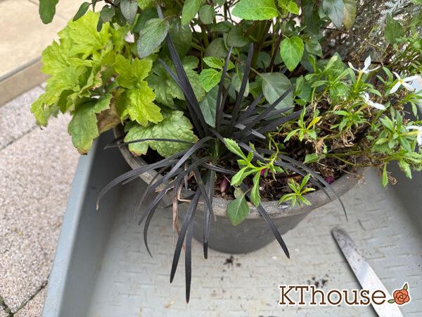 黒竜(コクリュウ)2025/11/1