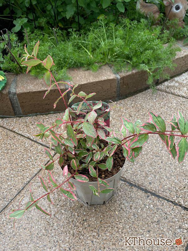 ヒペリカム トリカラー OZプランツ 2024/5/12