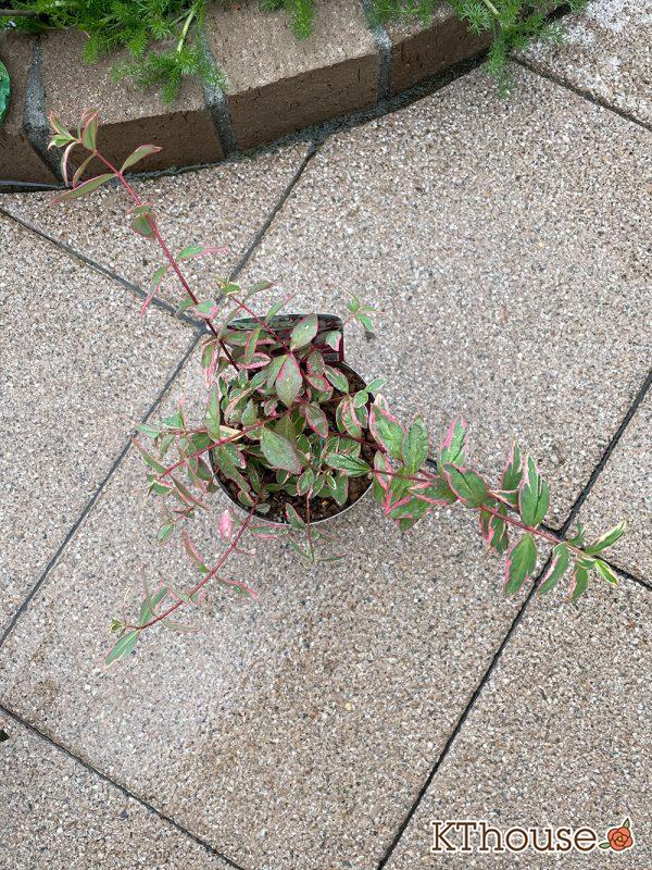 ヒペリカム トリカラー OZプランツ 2024/5/12