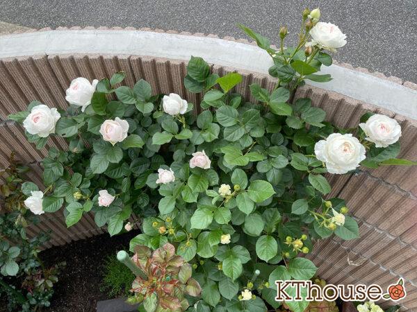 シュラブローズ・バラ「クリスティアーナ(christiana)」2024/5/12