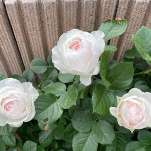 シュラブローズ・バラ「クリスティアーナ(christiana)」2024/5/12